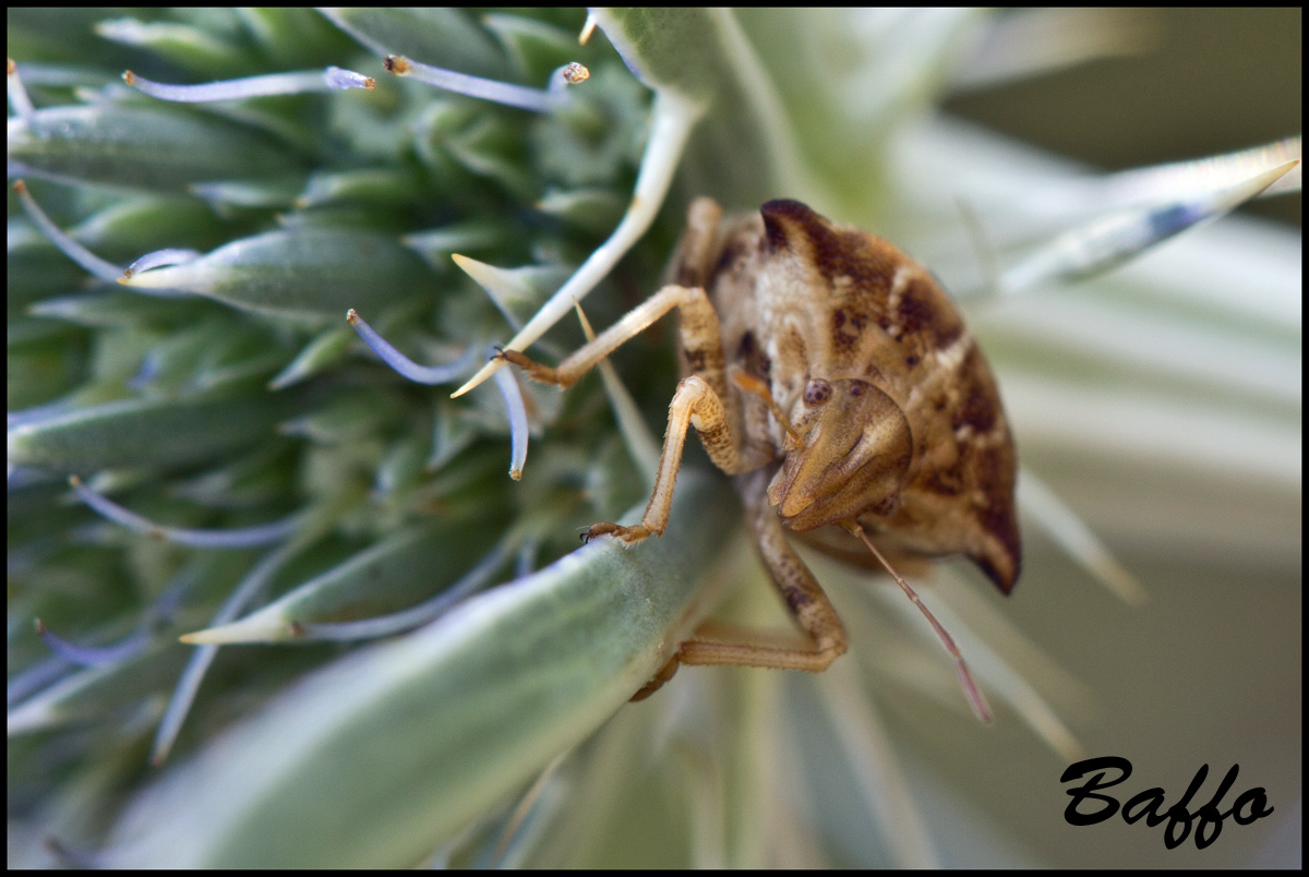 Pentatomidae: Ancyrosoma leucogrammes del Friuli
